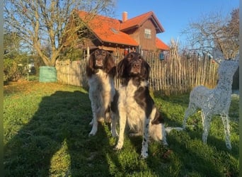 Kleine Münsterländer vom Kastanjenboom  Auslese-/Leistungszucht