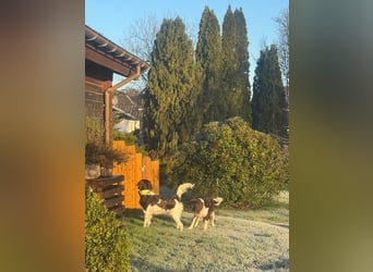 Kleine Münsterländer vom Kastanjenboom  Auslese-/Leistungszucht