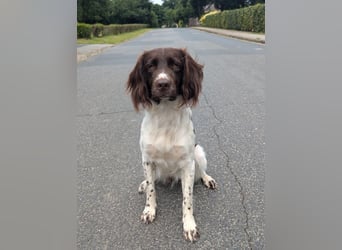 Perfekte Jagdpartner, Kleiner Münsterländer, jagdlich geführt