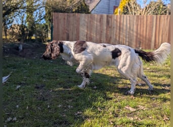 Perfekte Jagdpartner, Kleiner Münsterländer, jagdlich geführt