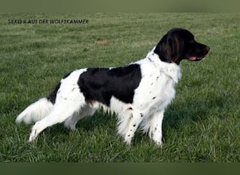 Perfekte Jagdpartner, Kleiner Münsterländer, jagdlich geführt