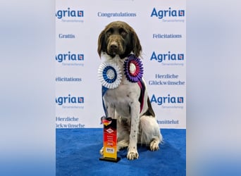 Wurferwartung kleine Münsterländer Welpen