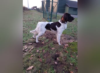 Wurferwartung kleine Münsterländer Welpen