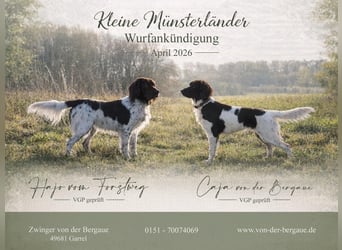 Wurferwartung kleine Münsterländer Welpen