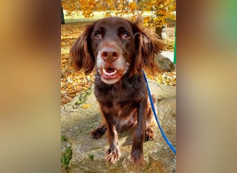 Luca ❤️ so aktiver, lernfreudiger Rüde