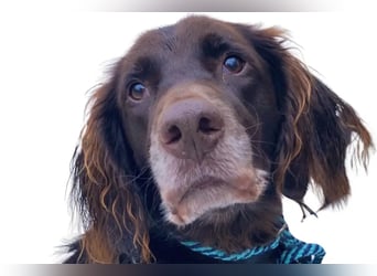 Luca ❤️ so aktiver, lernfreudiger Rüde