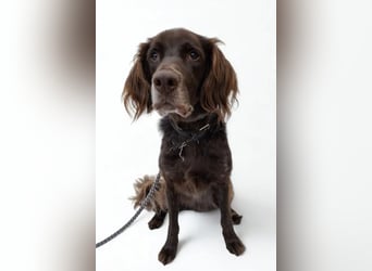 Luca ❤️ so aktiver, lernfreudiger Rüde