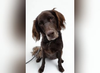 Luca ❤️ so aktiver, lernfreudiger Rüde