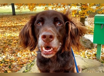 Luca ❤️ so aktiver, lernfreudiger Rüde