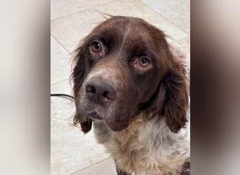 Mottle - Dein Freund fürs Leben