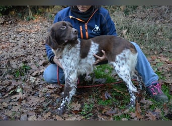 Mottle - Dein Freund fürs Leben