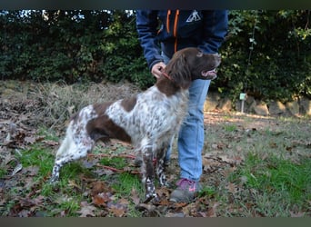 Mottle - Dein Freund fürs Leben