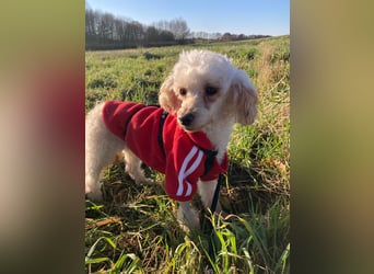 Level, zauberhafte Pudeldame geb. 2020