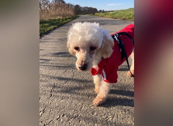 Level, zauberhafte Pudeldame geb. 2020