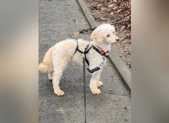 Level, zauberhafte Pudeldame geb. 2020