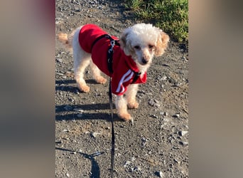 Level, zauberhafte Pudeldame geb. 2020