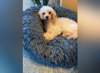 Level, zauberhafte Pudeldame geb. 2020