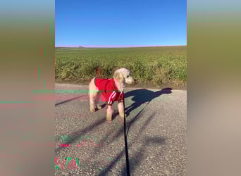 Level, zauberhafte Pudeldame geb. 2020