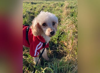 Level, zauberhafte Pudeldame geb. 2020