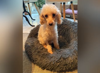 Level, zauberhafte Pudeldame geb. 2020