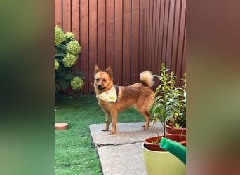 Elvira SR – Liebevolle Mama sucht ruhiges Zuhause