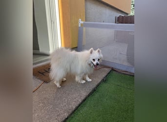 Merlin SR – Fröhlicher Spitz-Rüde sucht neues Zuhause