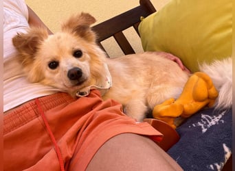 Rudi SR – Süßer Spitz-Junghund sucht seine Menschen
