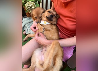 Elvira SR – Liebevolle Mama sucht ruhiges Zuhause