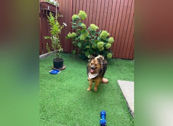 Lilo SR – Verspielte Spitzdame sucht liebevolles Zuhause