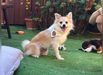 Elsie-SR – kleine Spitzdame mit großem Herz sucht Geborgenheit 