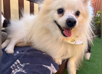 Merlin SR – Fröhlicher Spitz-Rüde sucht neues Zuhause