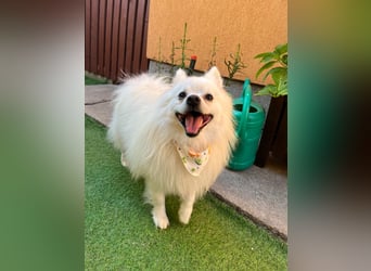 Merlin SR – Fröhlicher Spitz-Rüde sucht neues Zuhause