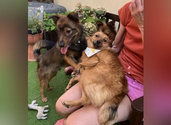 Elvira SR – Liebevolle Mama sucht ruhiges Zuhause