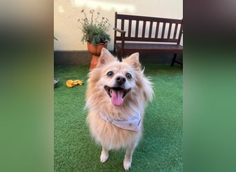 Verspielte Luna-SR sucht ihr Für-immer-Zuhause 