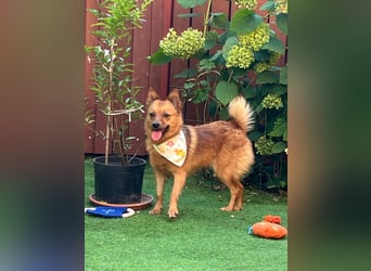 Elvira SR – Liebevolle Mama sucht ruhiges Zuhause