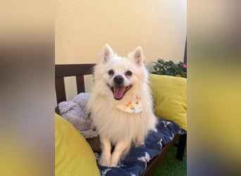 Merlin SR – Fröhlicher Spitz-Rüde sucht neues Zuhause