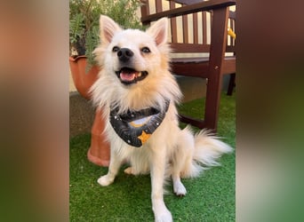 Fröhlicher Jeremy sucht seine Menschen fürs Leben