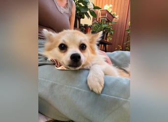 Elsie-SR – kleine Spitzdame mit großem Herz sucht Geborgenheit 