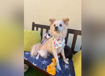 Rudi SR – Süßer Spitz-Junghund sucht seine Menschen