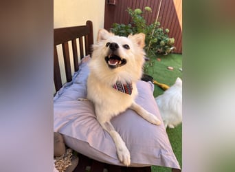 Nala, sehr liebe und soziale Spitzdame, geb. 03/2024