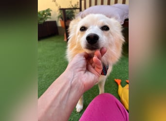 Nala, sehr liebe und soziale Spitzdame, geb. 03/2024