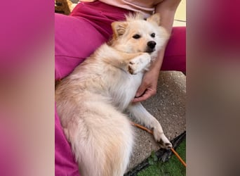 Nala, sehr liebe und soziale Spitzdame, geb. 03/2024