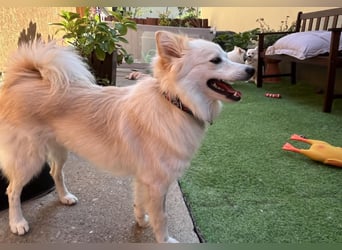 Nala, sehr liebe und soziale Spitzdame, geb. 03/2024