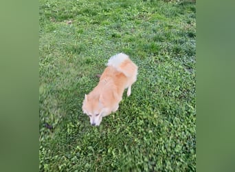 Wanda, süßes Kleinspitzmädchen geb.2025