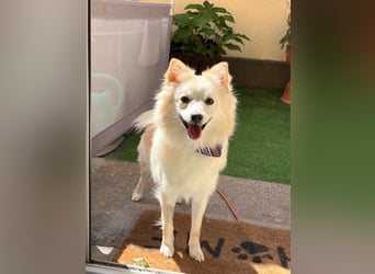 Nala, sehr liebe und soziale Spitzdame, geb. 03/2024