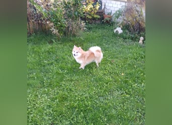 Wanda, süßes Kleinspitzmädchen geb.2025