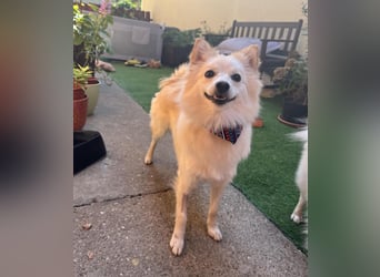 Nala, sehr liebe und soziale Spitzdame, geb. 03/2024