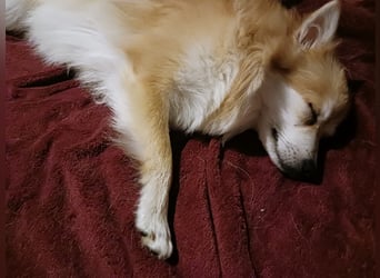 Wanda, süßes Kleinspitzmädchen geb.2025