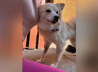 Nala, sehr liebe und soziale Spitzdame, geb. 03/2024