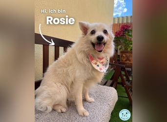 Rosie SR, super süß und freundlich